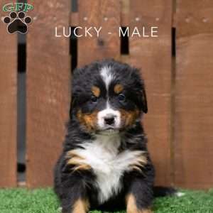 Lucky, Bernese Mountain Dog Puppy